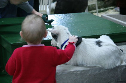 Thistle Hill Petting Zoo