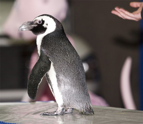Penguin
